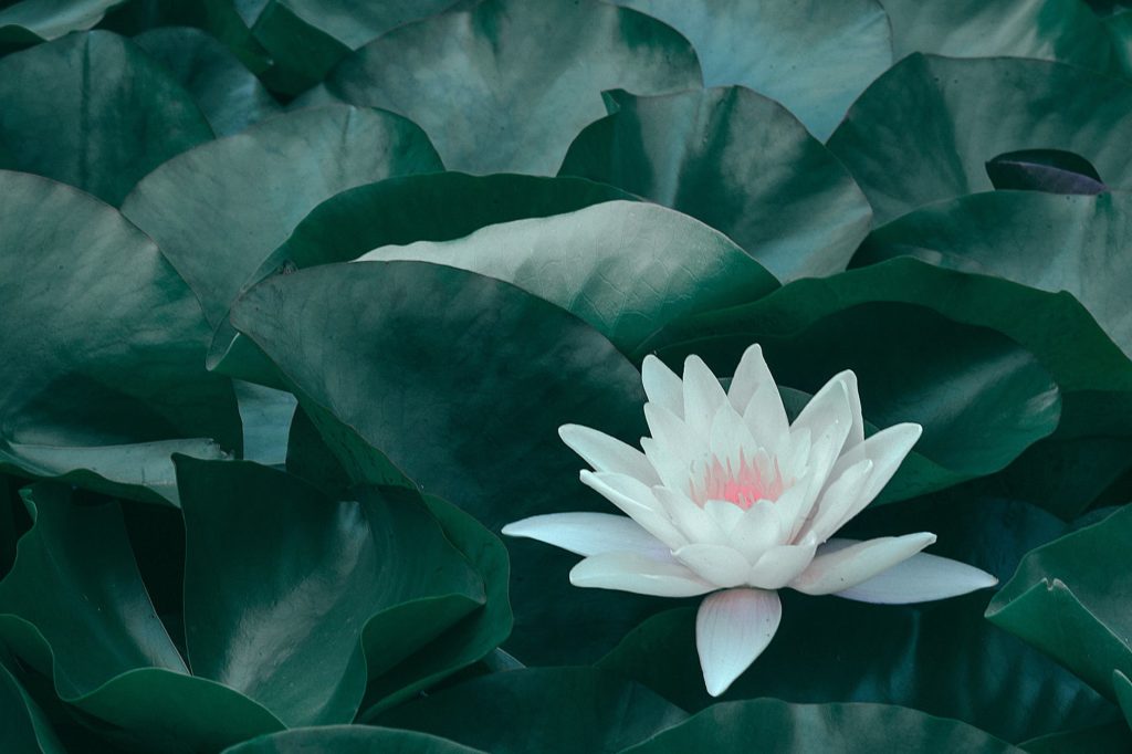 blooming lotus flower with green leaves